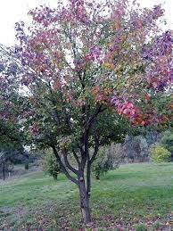 The principal tool used in whip grafting is a sharp pruning knife. Create Art In Your Garden With Multigraft Fruit Trees Grow Great Fruit