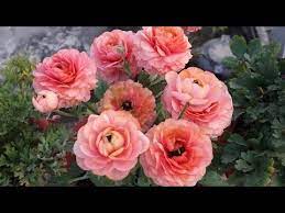 How To Save Ranunculus Plant For Next Season Easy Way To Save Ranunculus Plant For Next Season Youtube Plants Ranunculus Ranunculus Asiaticus