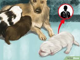 Dogs · 9 years ago. 3 Ways To Spot Health Problems In Newborn Puppies Wikihow