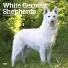 Browse thru german shepherd dog puppies for sale near phoenix, arizona, usa area listings on puppyfinder.com to find your perfect puppy. 1