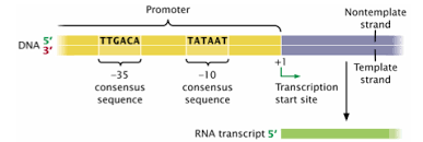 A transgenic organism is an organism that's genetic material has been transformed using a technique called genetic engineering. Study Genetics Exam 2 Notes Gcu Bio 457 Flashcards Quizlet