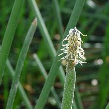 Image result for Eleocharis caduca