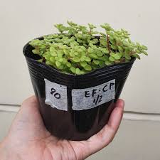 Image result for Crassula expansa