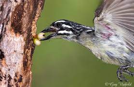 Image result for Plicosepalus amplexicaulis