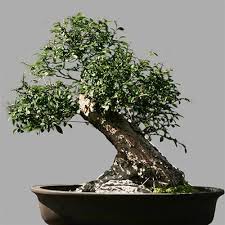 New england bonsai gardens • 508 883 2842 • www.nebonsai.com Newest For Chinese Elm Bonsai Trees For Sale Pink Wool