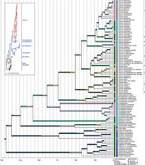 Image result for Viscum shirense