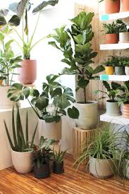 The Sill Just Opened A New Store In San Francisco Plants Plant Decor Indoor House Plants Decor