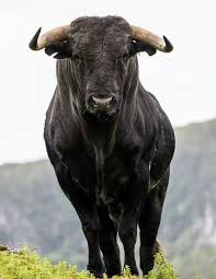 Pin By Peder Bruvold On Animaux Animals Animals Wild Animals Beautiful