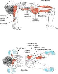 Yoga Anatomy Table Pose Yoga Anatomy Yoga Muscles Online Yoga Classes