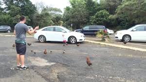 Fox pest control technicians also complete extensive training in the classroom and on the job with an experienced mentor before servicing alone. Fox Marketing Home Facebook