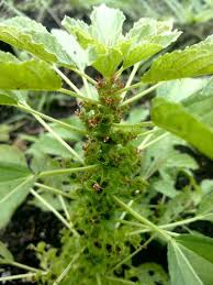 Image result for Acalypha fruticosa