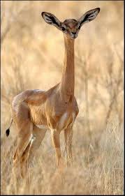 Check spelling or type a new query. Due To A Genetic Defect That All Modern Members Of The Species Have The East African Antelope S Neck Grows It S Entire Life This Is Not Relevent In Nature But In Captivity Where