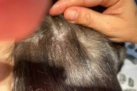 Image result for Flea Bite