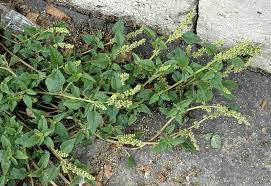 Image result for Amaranthus deflexus