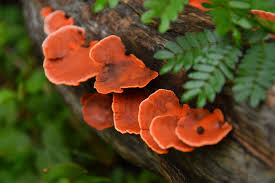 Image result for Sporobolus sanguineus