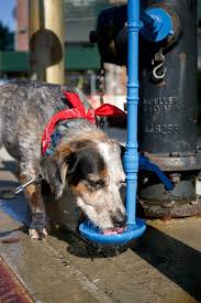 Check spelling or type a new query. New Public Hydrant Would Let New Yorkers Drink From City Water Mains
