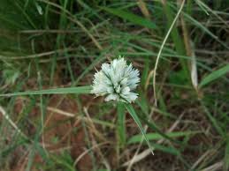 Image result for Cyperus obtusiflorus