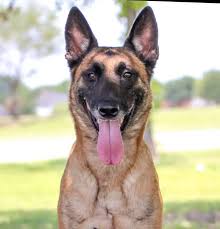 Madhouse's New Beginnings