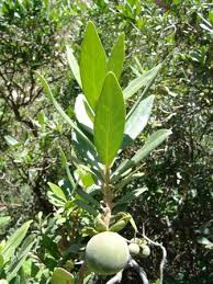 Image result for Diospyros dichrophylla