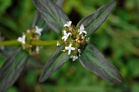 Image result for Spermacoce ocymoides