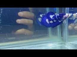 Baru dateng langsung di tawar ni cupang kwkwk, cupang mantap,blue panda, keren,cantik 1 week ago. Ikan Cupang Blue Panda Youtube