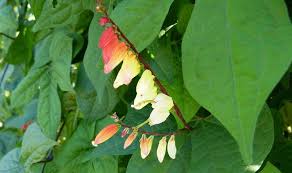 Image result for Mina lobata