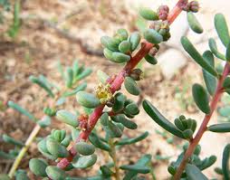 Image result for Suaeda vermiculata