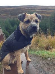 Border Terrier In Barbour Jacket Border Terrier Dogs Terrier Dogs