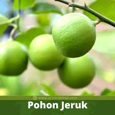 Jeruk memiliki banyak jenis, salah satunya jeruk nipis. Karakteristik Pohon Jeruk Nipis Yang Harus Anda Tahu Ciriciripohon Com