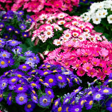 Image result for Cineraria