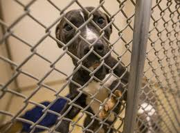 This handsome german shepherd came in as a stray so not much is known about his past. South Bend Woman Learns There Are Few Rules When It Comes To Selling Or Adopting An Animal Local Southbendtribune Com