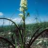 The onion is likely native to southwestern asia but is now grown throughout the world, chiefly in the temperate zones. Https Encrypted Tbn0 Gstatic Com Images Q Tbn And9gcqbkmy93xbsokdufenlqtpfc1ingeushmnf6hkla6zbewbxwiph Usqp Cau