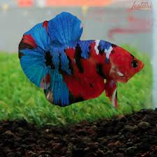 Betta Fish Ikan Cupang Ikan