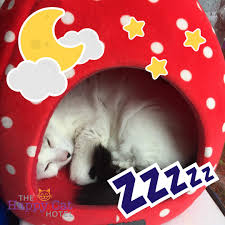 The Happy Cat Hotel Happycathotel Twitter