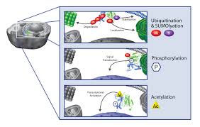 Biocompatibility and applicability of surface modification with current uses of metallic, polymeric and ceramic biomaterials allow alteration of properties to enhance performance in a biological environment while retaining bulk. Easily Characterize The Post Translational Modifications Of Your Proteins With Signal Seeker Assays Tebu Bio S Blog