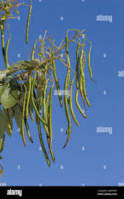 Image result for Senna macranthera