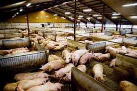 Danish Bacon What Happens When You Push Pigs To The Limit Environment The Guardian