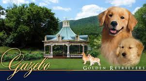 Golden retriever puppies 2021 12 x 12 inch monthly square wall calendar, animals dog breeds golden puppy. Gazebo Golden Retrievers Golden Retrievers Richmond Mi