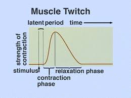 Here We See A Myogram Displaying A Muscle Twitch A Typical Twitch Lasts About 7 100 Miliseconds After The Muscle Twitching Muscle System Exercise Physiology