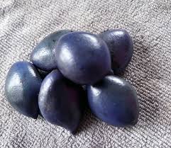 Image result for Maesobotrya