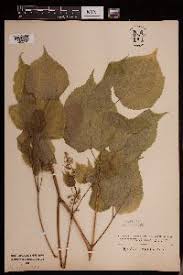 Image result for Astropanax myrianthus