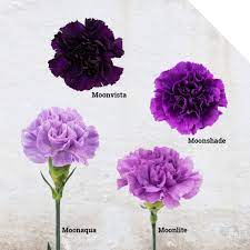 Moon Series Carnations From Florigene Holex Flower Blog Carnation Flower Purple Carnations Purple Carnation Bouquet