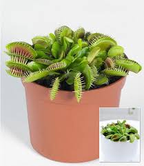 Fleischfressende Pflanze Venusfliegenfalle 1 Pflanze Im Mein Schoner Garten Shop Fleischfressende Pflanze Pflanzen Venusfliegenfalle