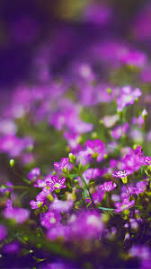 Flower Field Iphone Wallpapers Wallpaper Cave