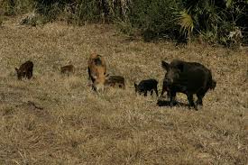 Hitting the vitals and shoulder will put the hog down on the spot. Hog Apocalypse Texas Has A New Weapon In Its War On Feral Pigs It S Not Pretty The Washington Post