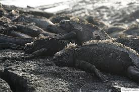 Galapagos Cruise Comparison 2022 Galapagosinformation Com Blog
