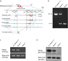 No hay ninguna opinión sobre kesh, dave & partners. Mieap Suppresses Murine Intestinal Tumor Via Its Mitochondrial Quality Control Scientific Reports