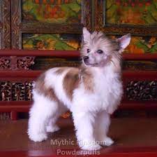 Powderpuff Chinese Crested Dog In Show Grooming Chinese Dog Chinese Crested Dog Chinese Crested