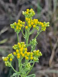 Image result for Eschenbachia stricta