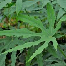 Epingle Sur Jardin
